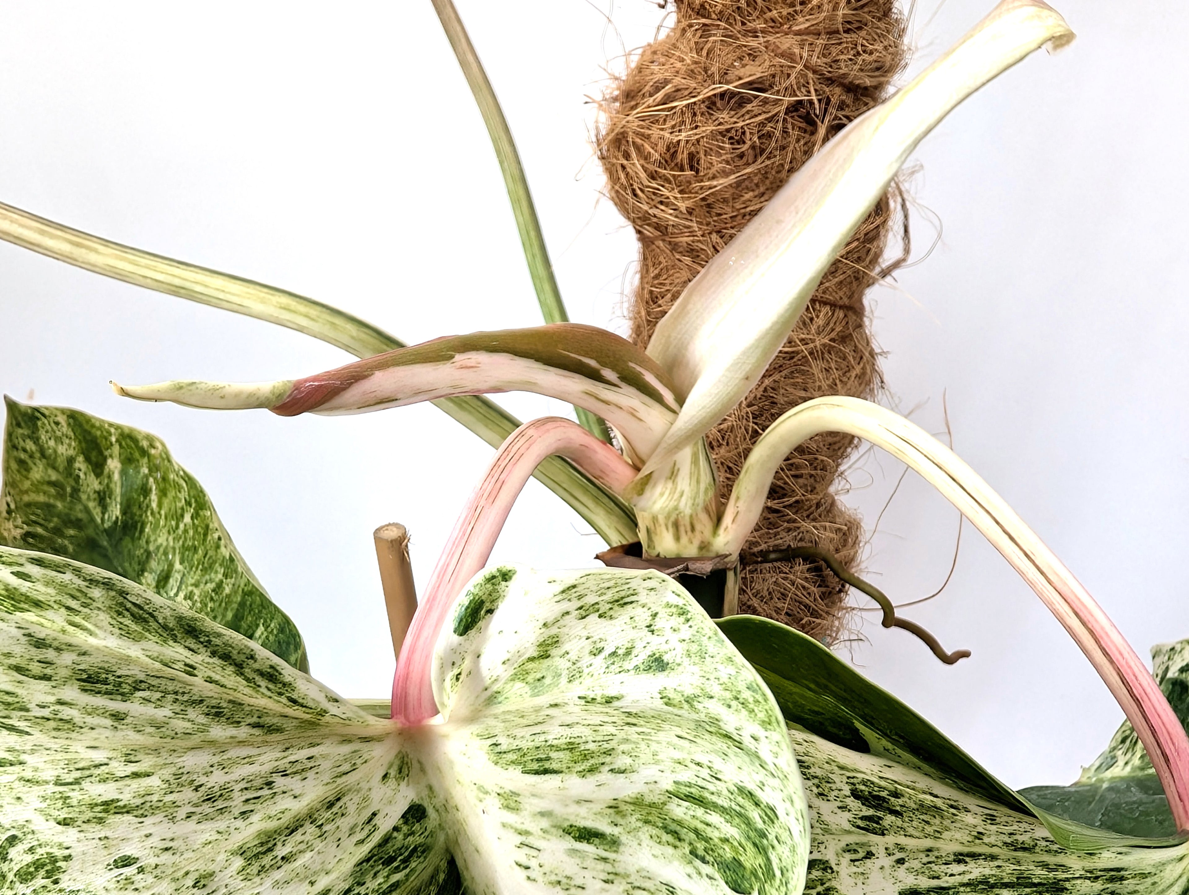 EXACT Philodendron Ilsemanii Phillipines &quot;Emerald Ice&quot;Variegated - Plant 05A