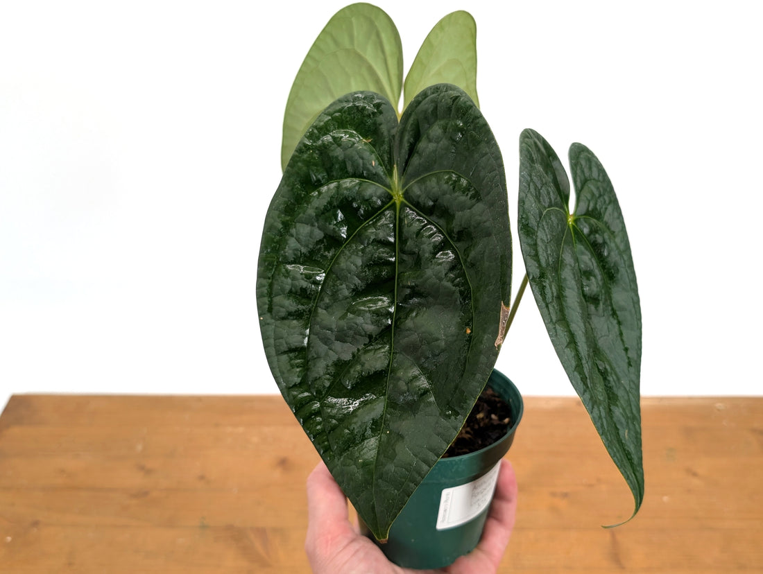 Anthurium Forgetii x Luxurians
