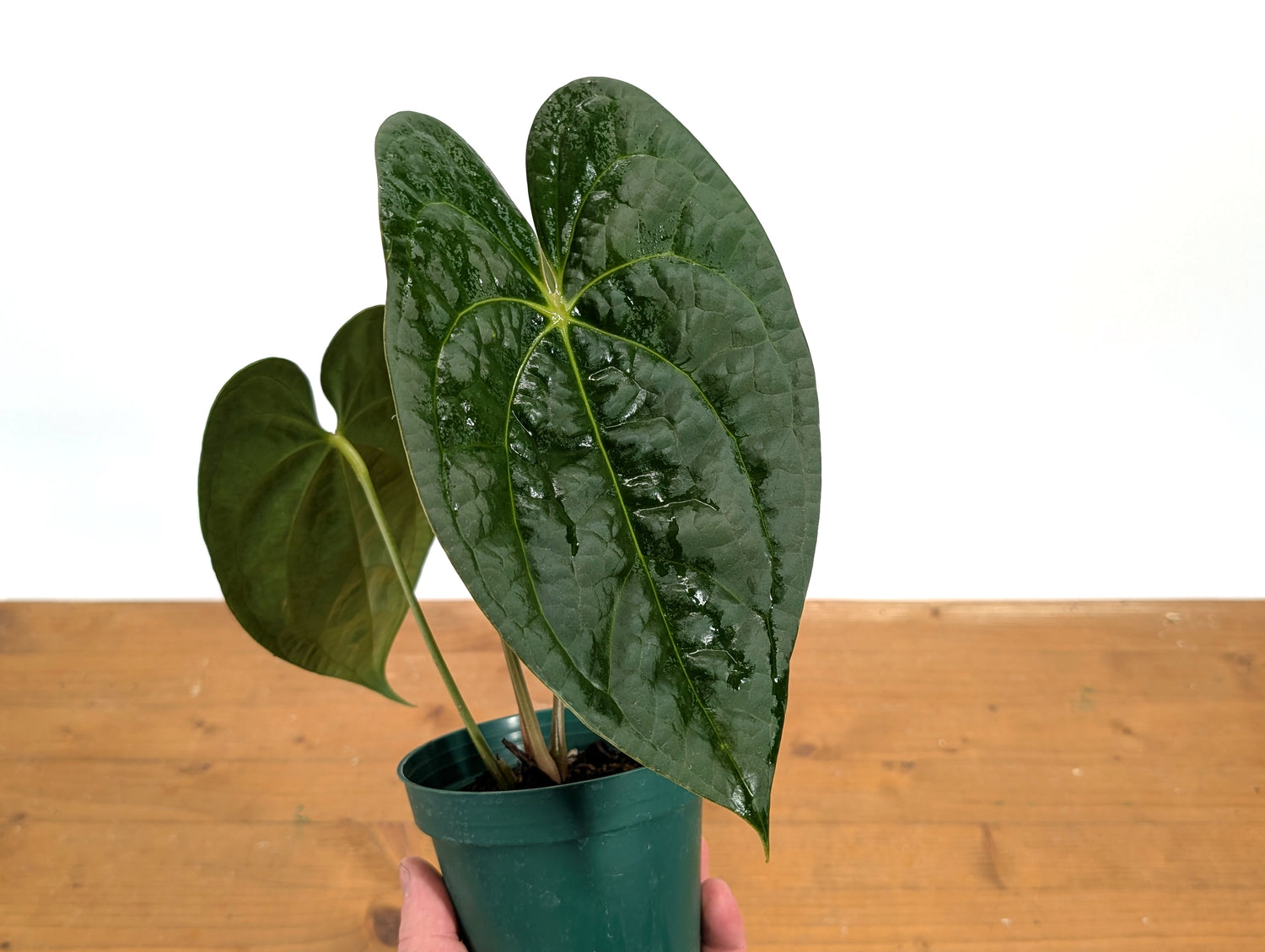 Anthurium Forgetii x Luxurians