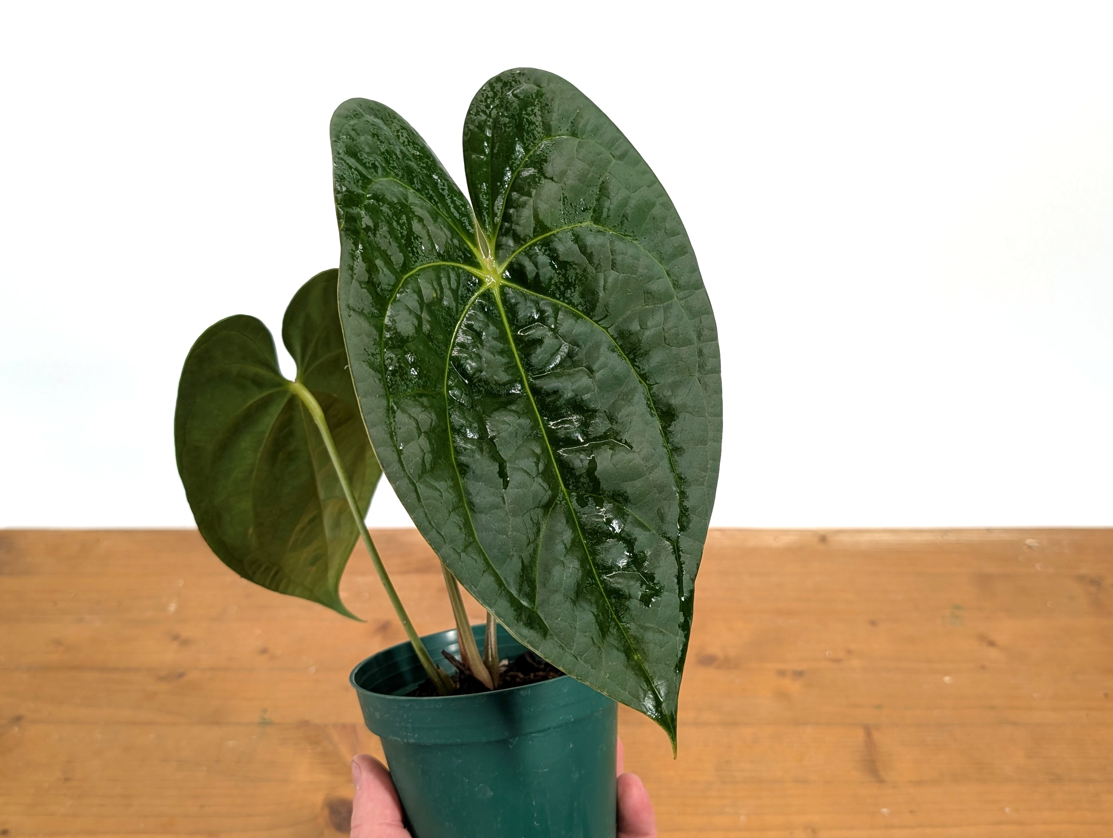 Anthurium Forgetii x Luxurians