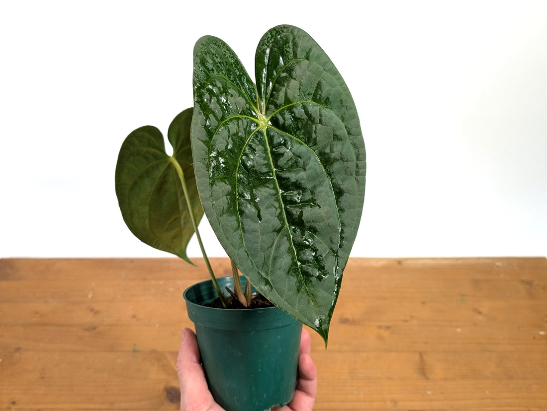 Anthurium Forgetii x Luxurians