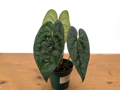 Anthurium Forgetii x Luxurians