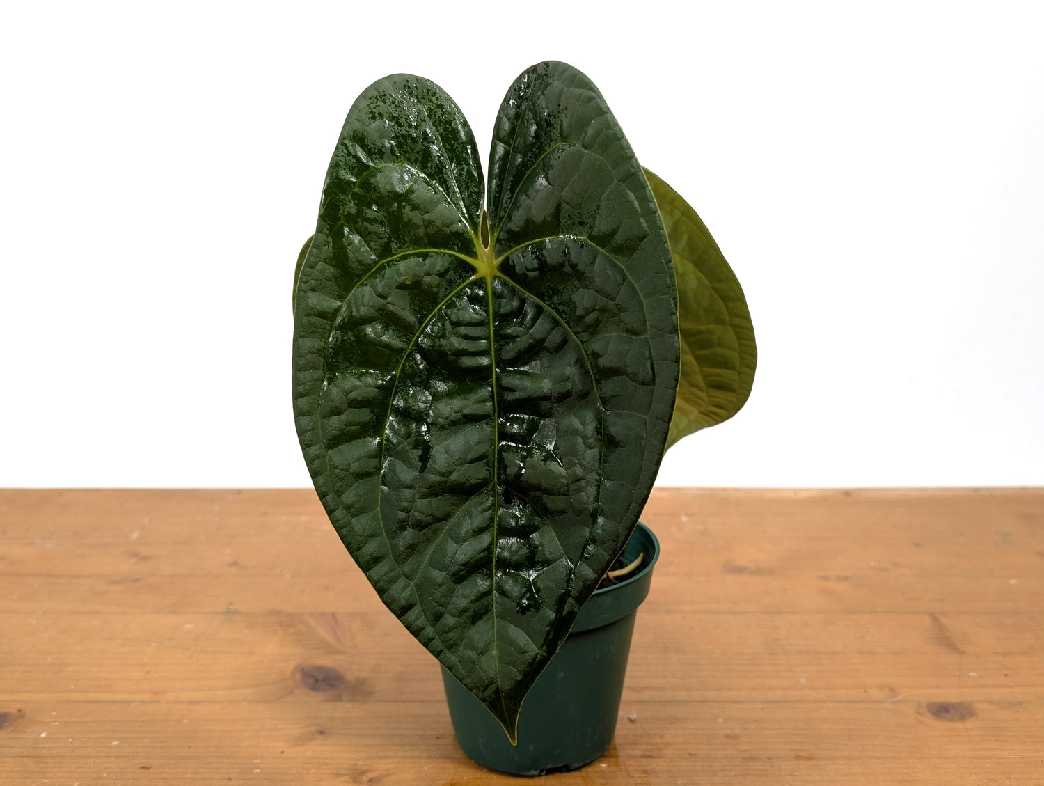 Anthurium Forgetii x Luxurians