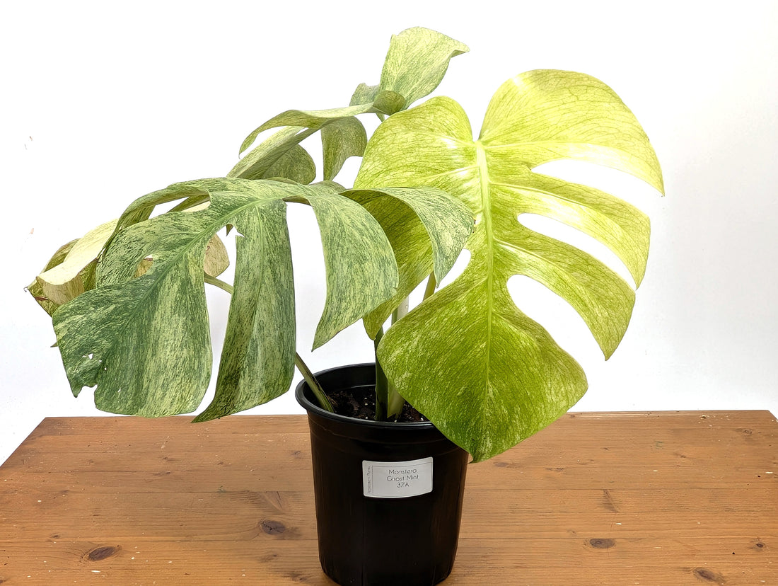 EXACT Monstera Full Mint XL Mature 