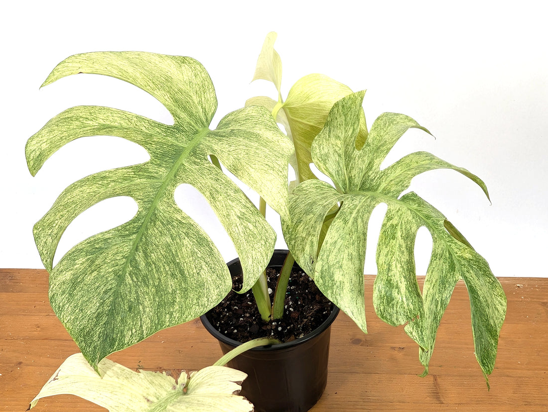 EXACT Monstera Full Mint XL Mature 