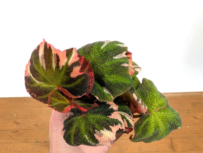 Begonia Soli Mutata Variegated