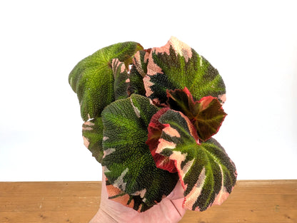 Begonia Soli Mutata Variegated
