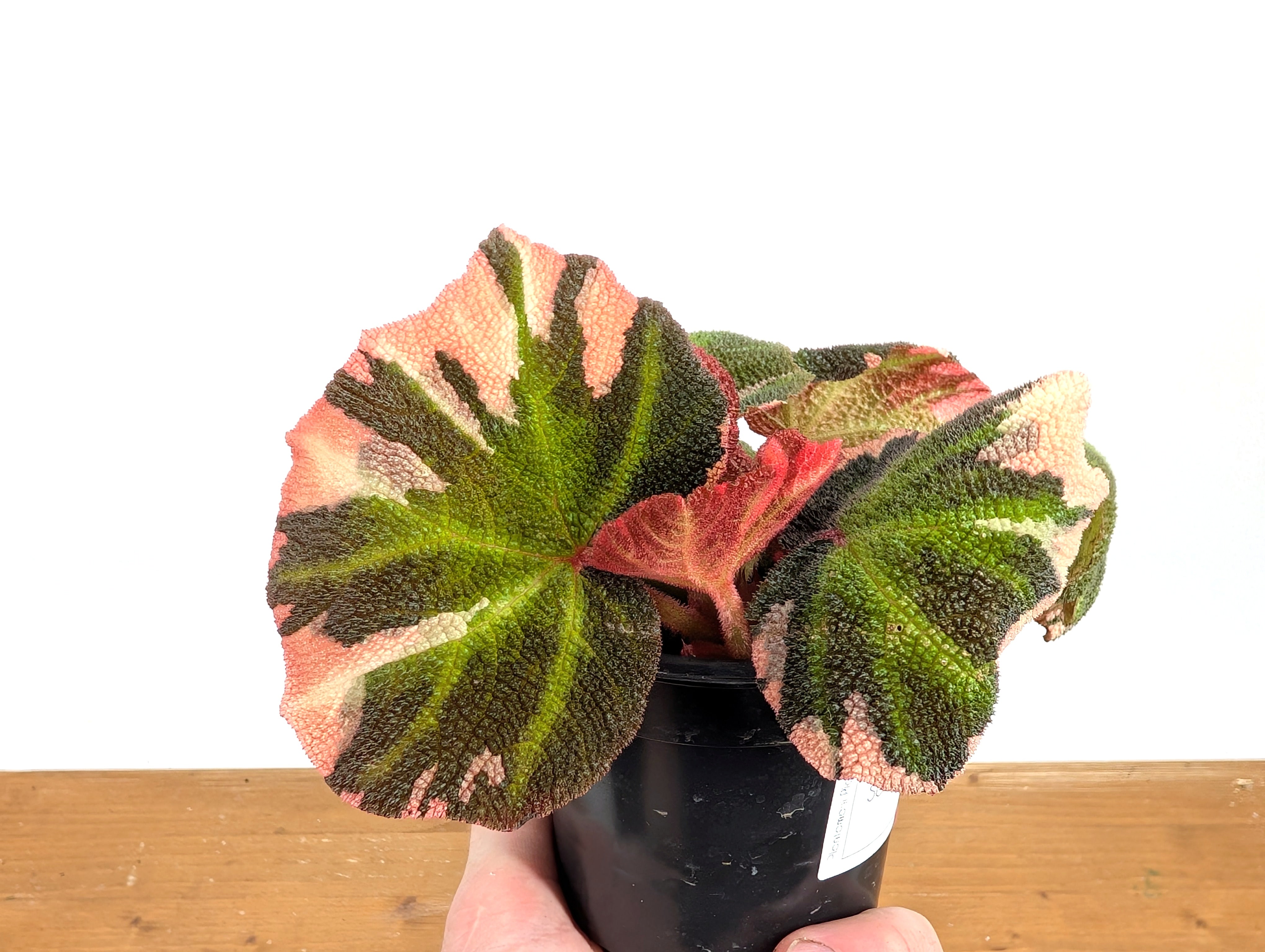 その他観葉植物 1 Begonia soli-mutata variegated Begonia Soli-mutata variegated (Sun-changing Begonia) *Growers