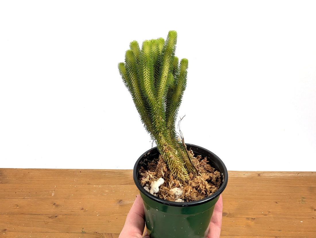 Huperzia Urbanii