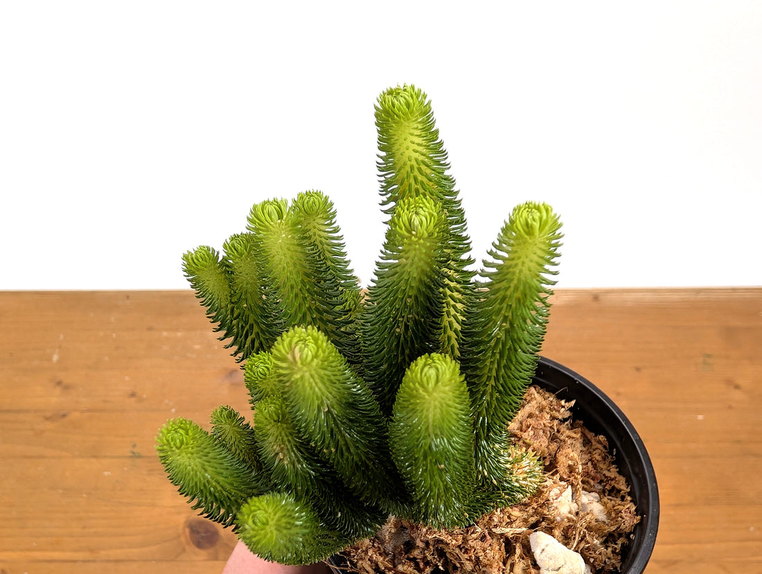 Huperzia Urbanii