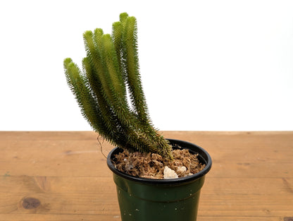 Huperzia Urbanii
