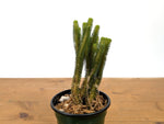 Huperzia Urbanii