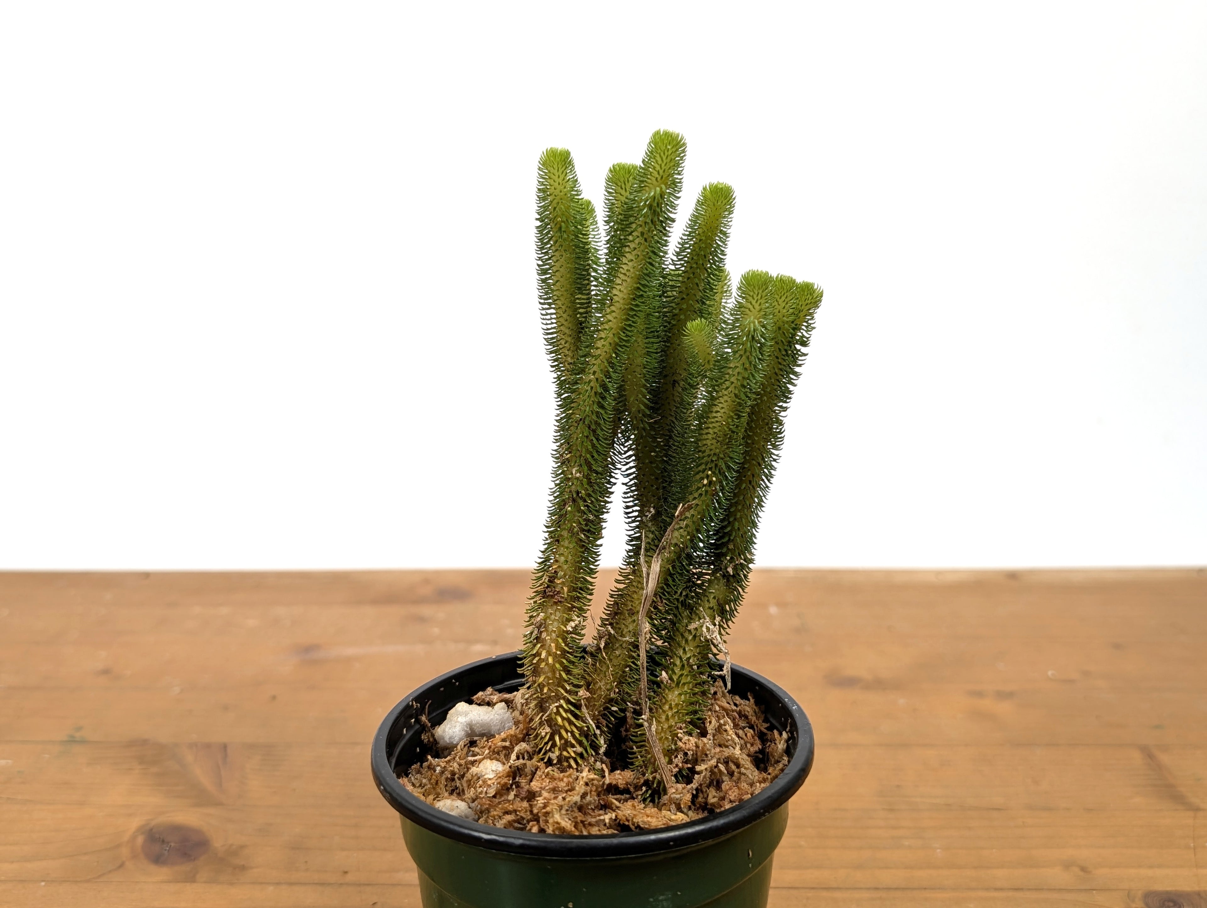 Huperzia Urbanii