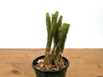 Huperzia Urbanii