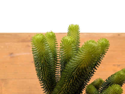 Huperzia Urbanii