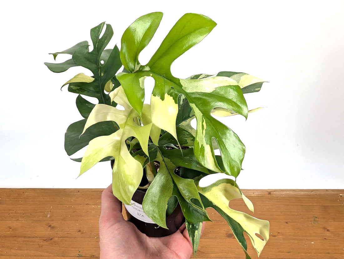 Rhaphidophora Tetrasperma Variegated - Exact Plant 