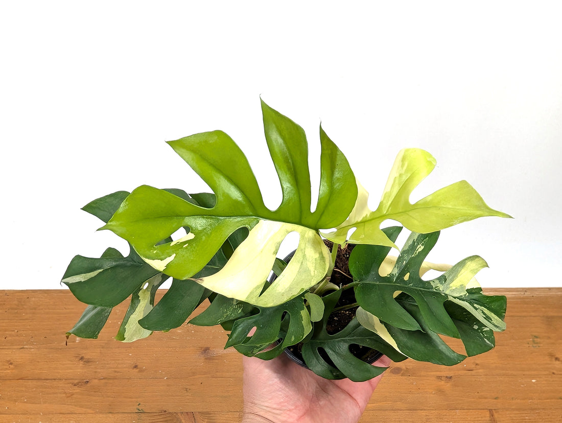 Rhaphidophora Tetrasperma Variegated - Exact Plant 
