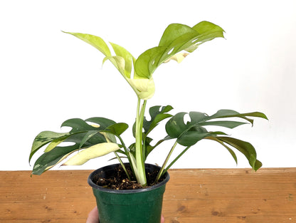 Rhaphidophora Tetrasperma Variegated - Exact Plant 