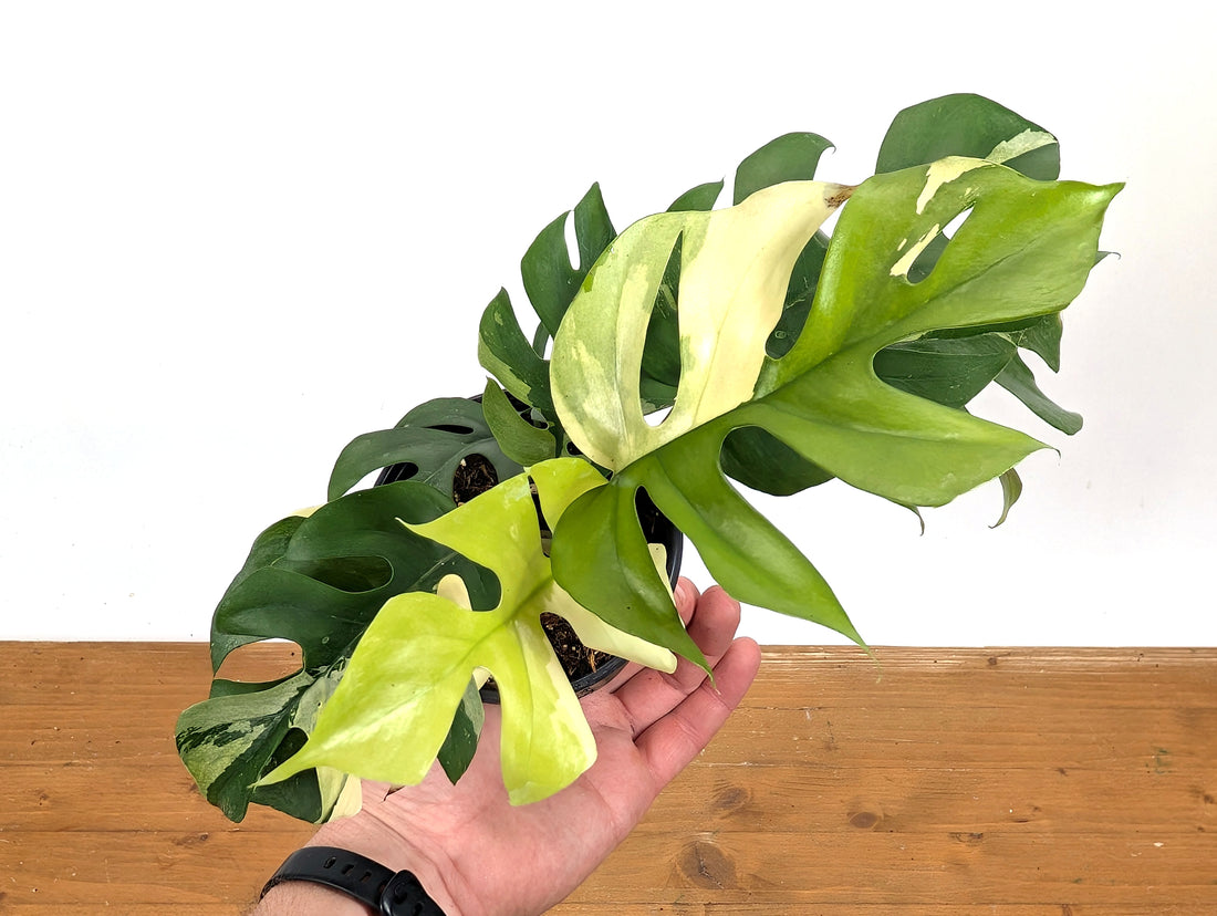 Rhaphidophora Tetrasperma Variegated - Exact Plant 