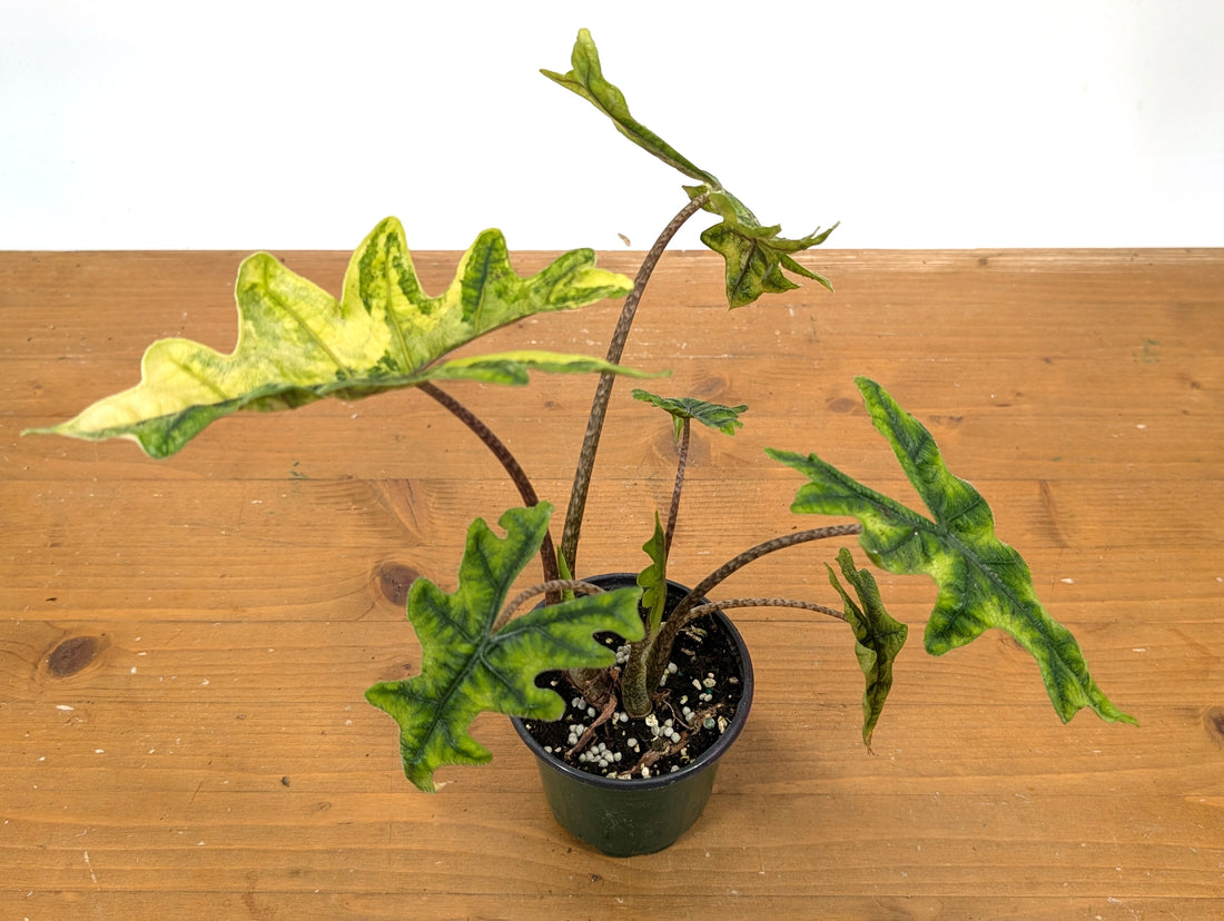 Exact Variegated Alocasia Jacklyn - 4 inch pot 