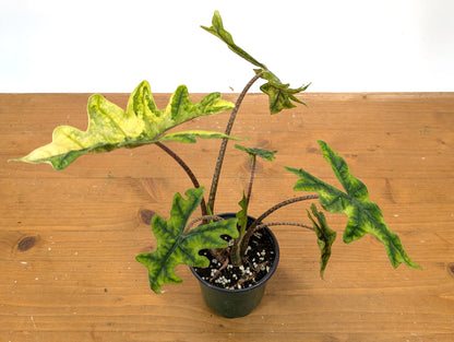 Exact Variegated Alocasia Jacklyn - 4 inch pot 