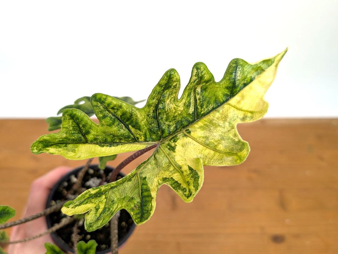 Exact Variegated Alocasia Jacklyn - 4 inch pot 
