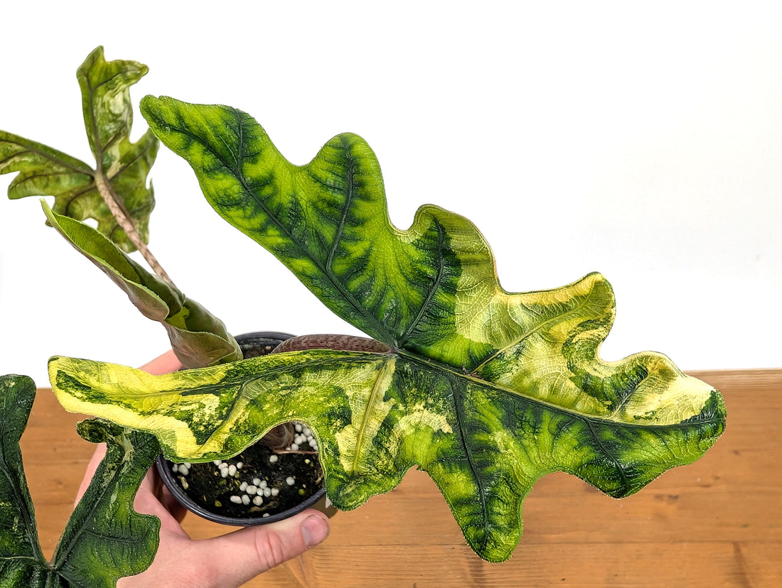 Exact Variegated Alocasia Jacklyn - 4 inch pot 