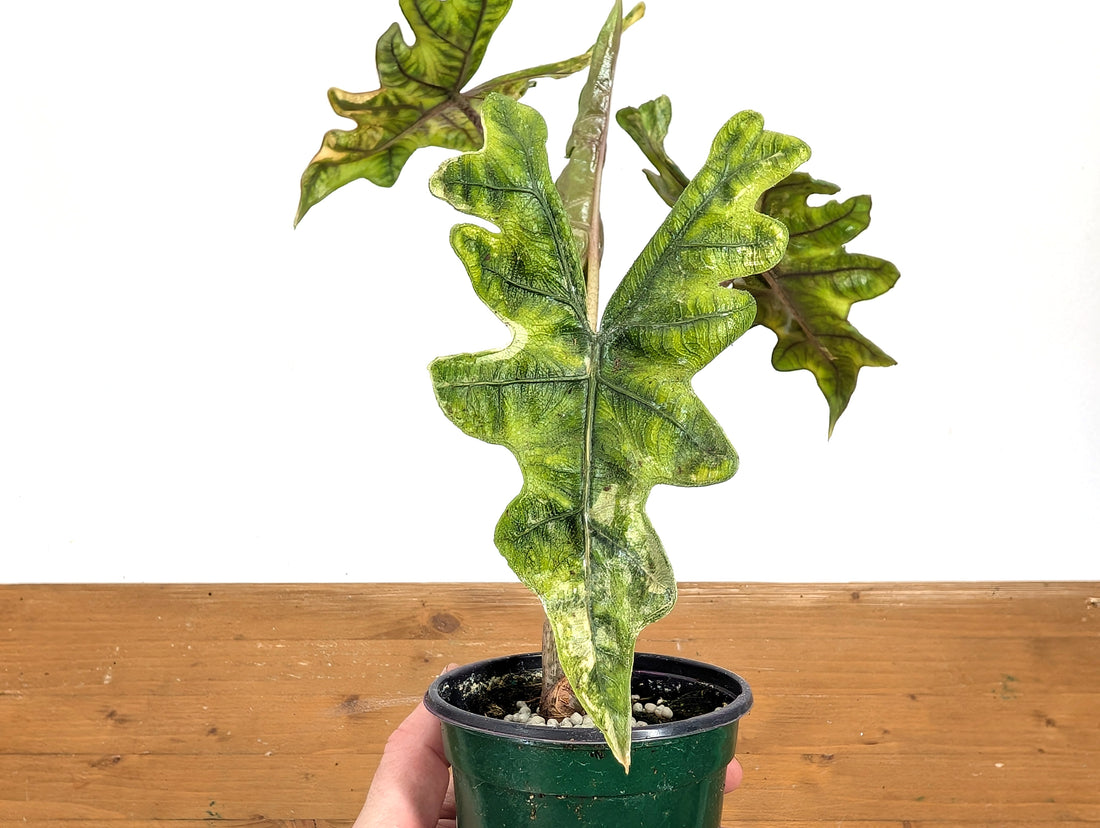 Exact Variegated Alocasia Jacklyn - 4 inch pot 