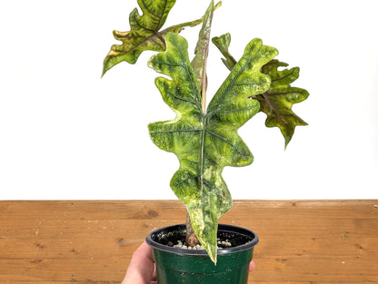 Exact Variegated Alocasia Jacklyn - 4 inch pot 