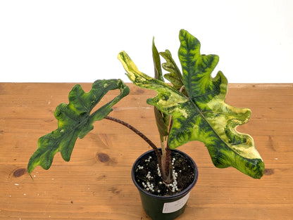 Exact Variegated Alocasia Jacklyn - 4 inch pot 