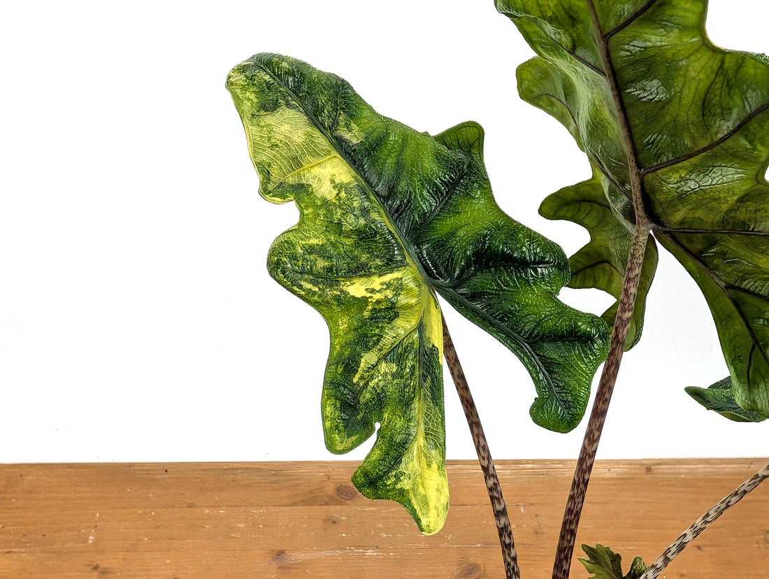 Exact Variegated Alocasia Jacklyn - 4 inch pot 