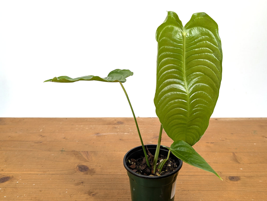 RARE Philodendron Rugrosum x Rubrijuvenile (El Choco) 
