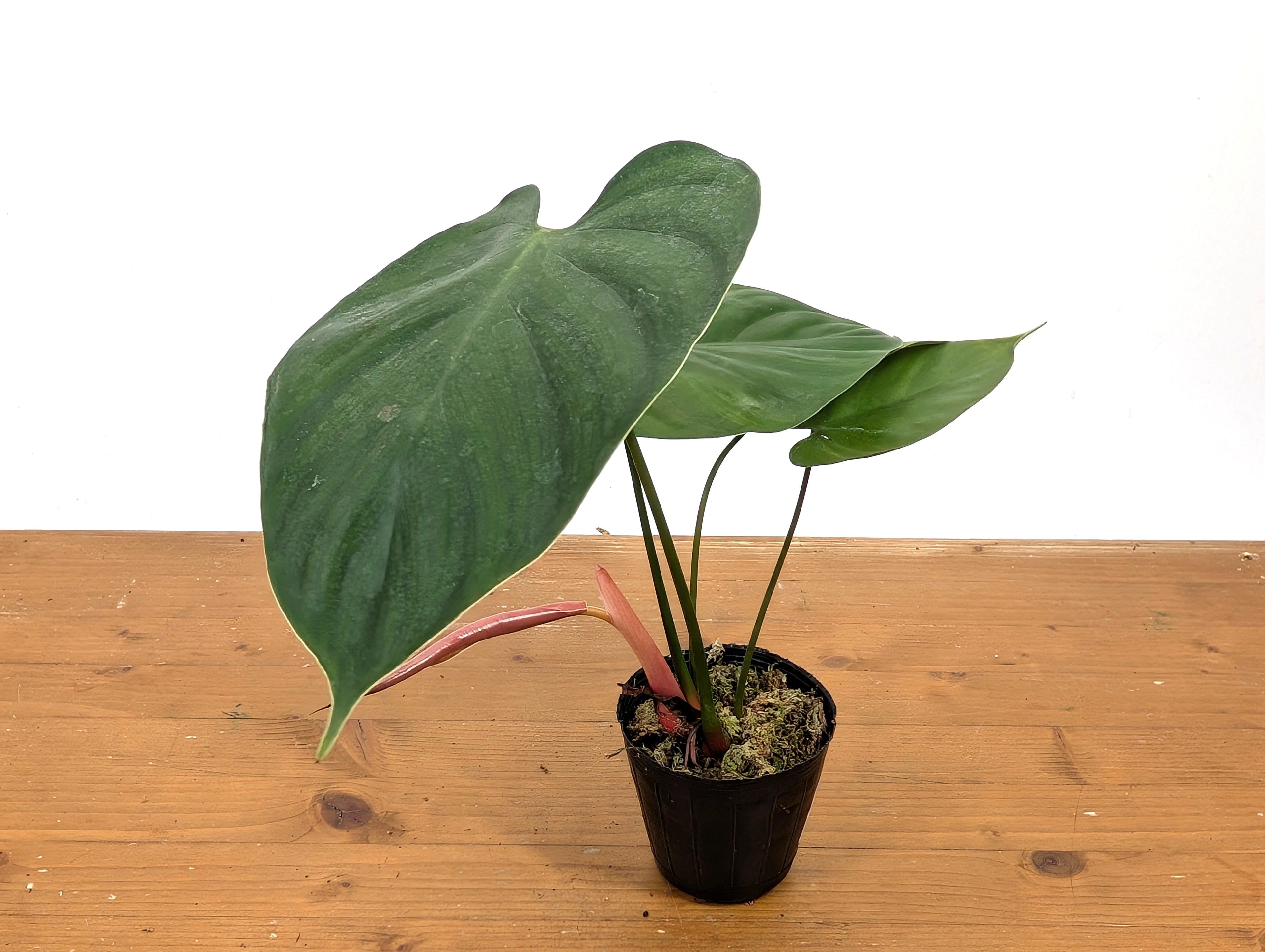 Philodendron Lynamii