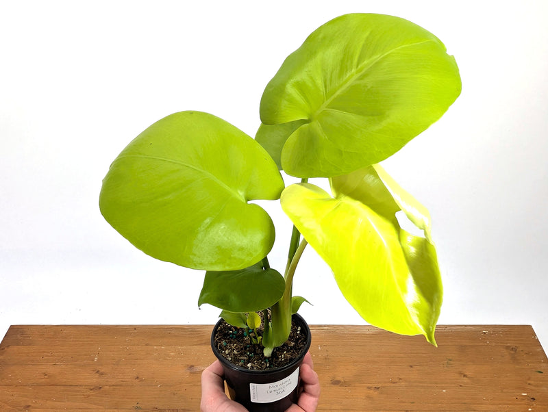 Monstera Lemon Lime