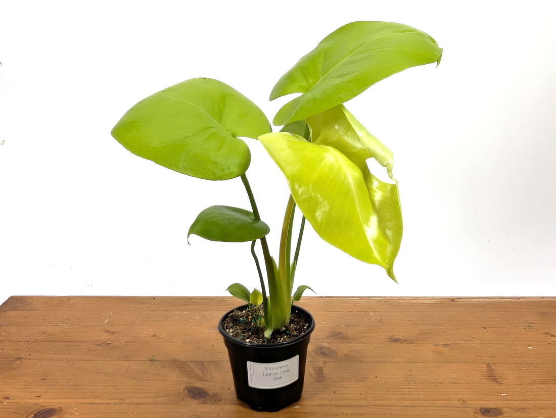 Monstera Lemon Lime