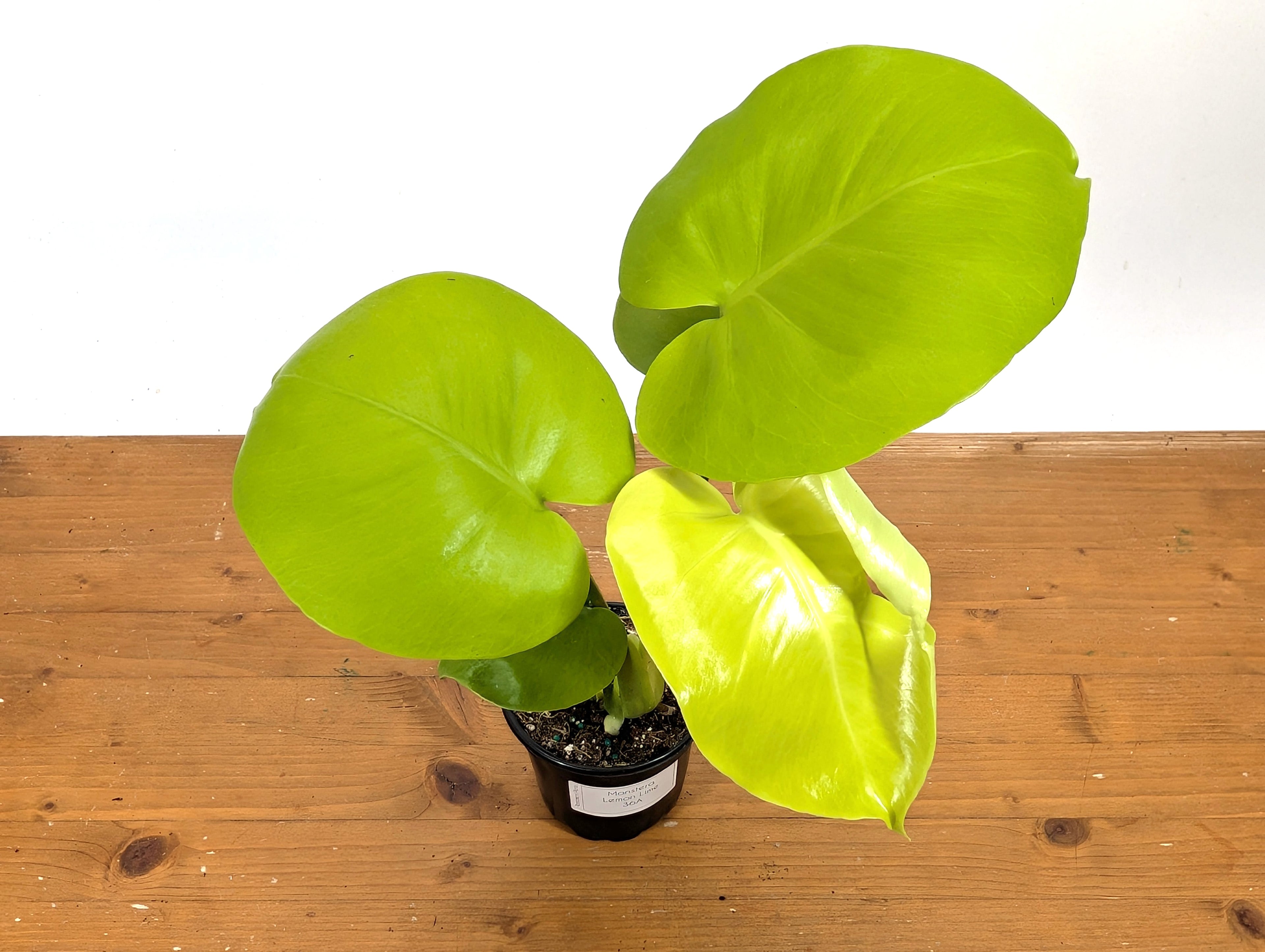Monstera Lemon Lime