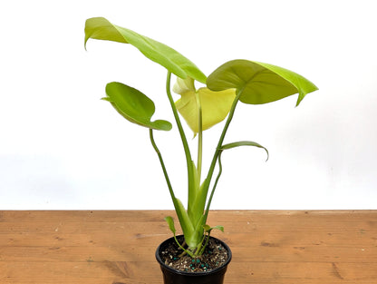 Monstera Lemon Lime