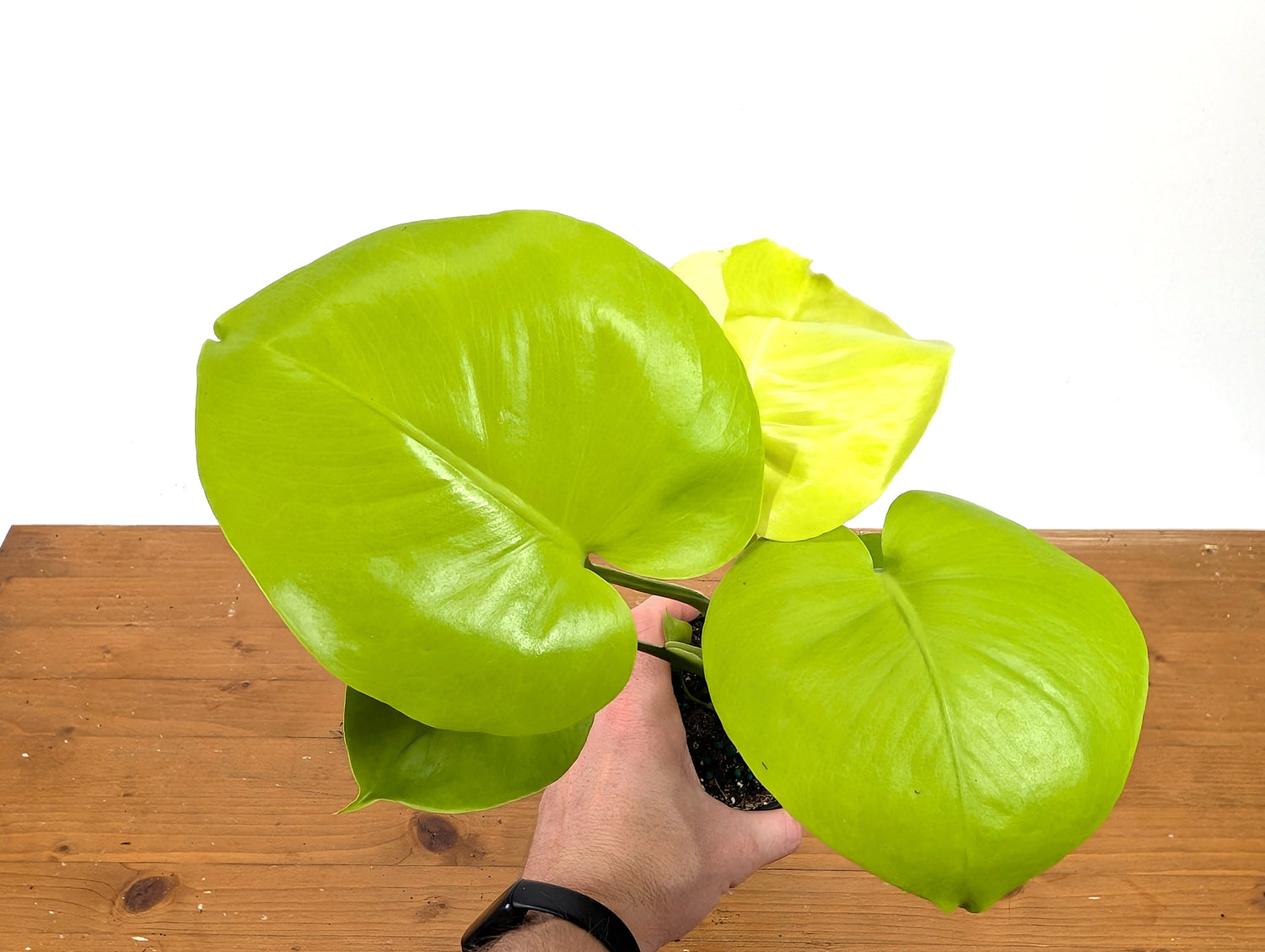 Monstera Lemon Lime
