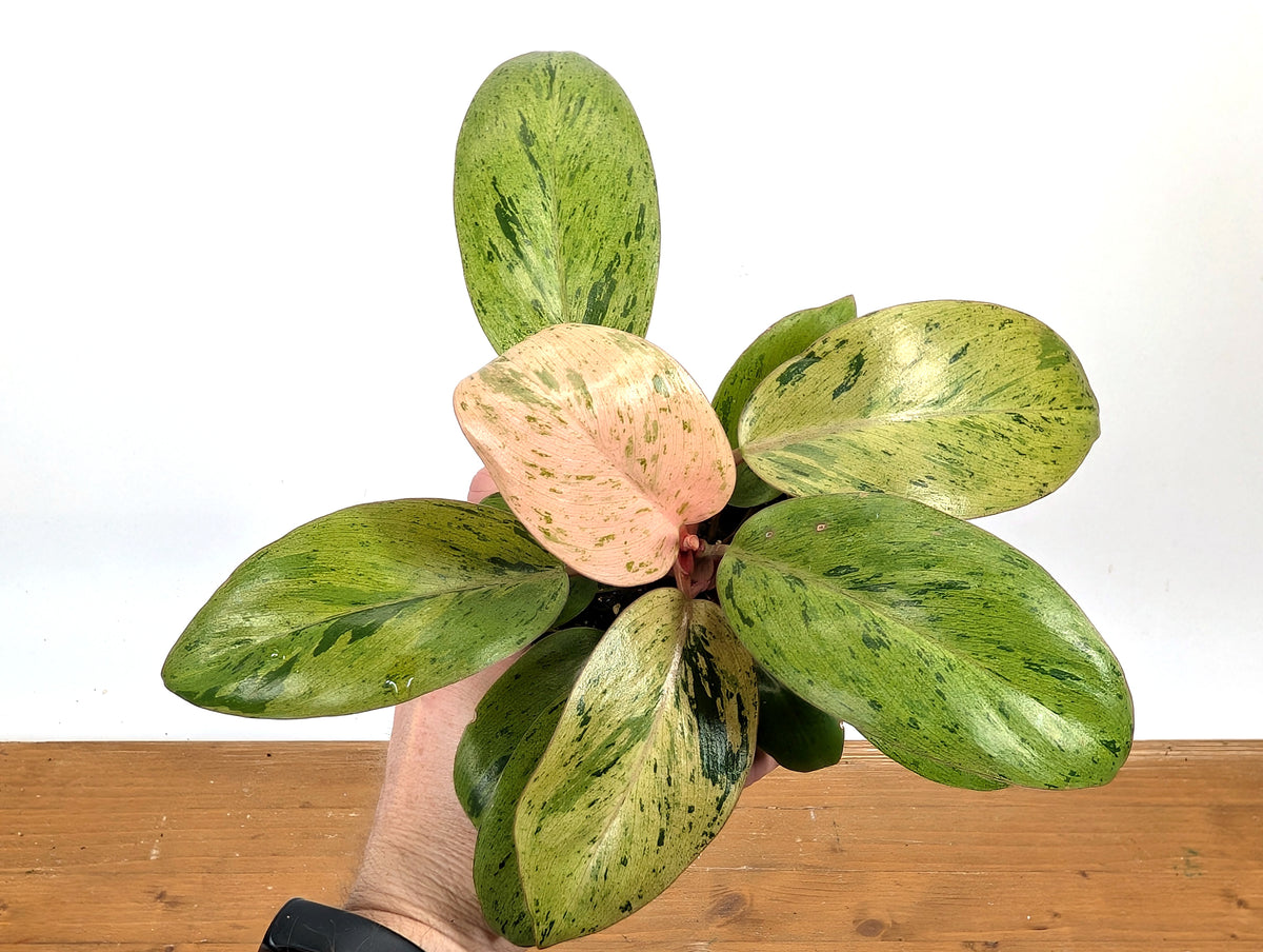 Philodendron Congo Marble Mint Variegated