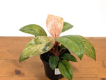 Philodendron Congo Marble Mint Variegated
