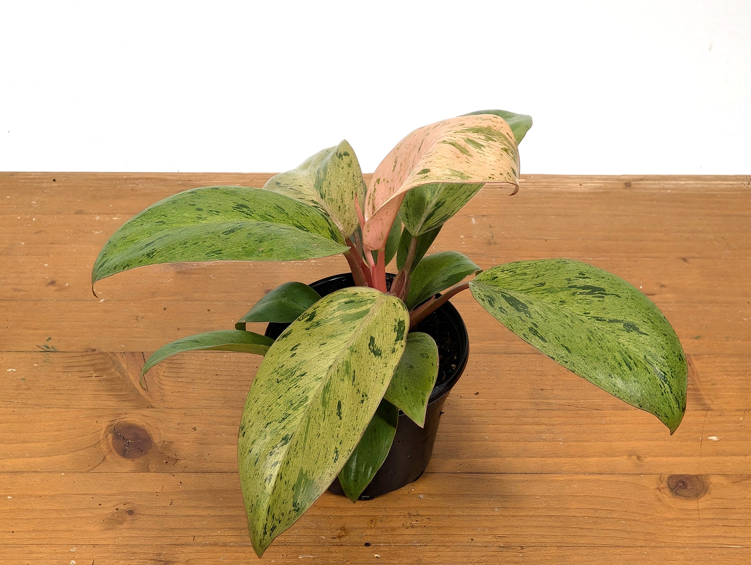 Philodendron Congo Mint