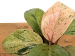 Philodendron Congo Marble Mint Variegated