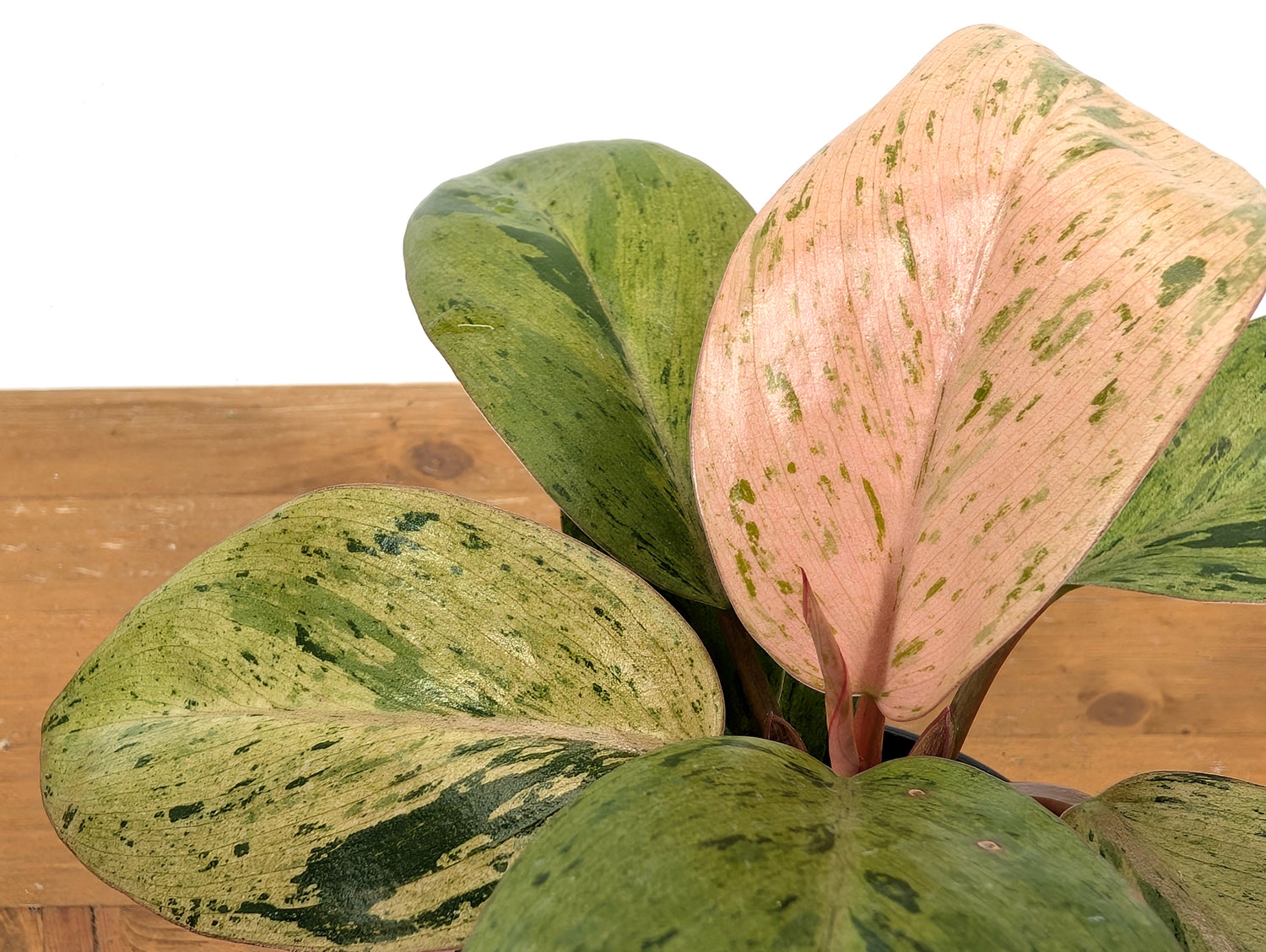 Philodendron Congo Mint