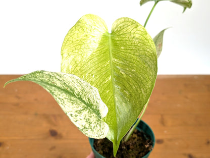 Monstera White Monster - Exact 