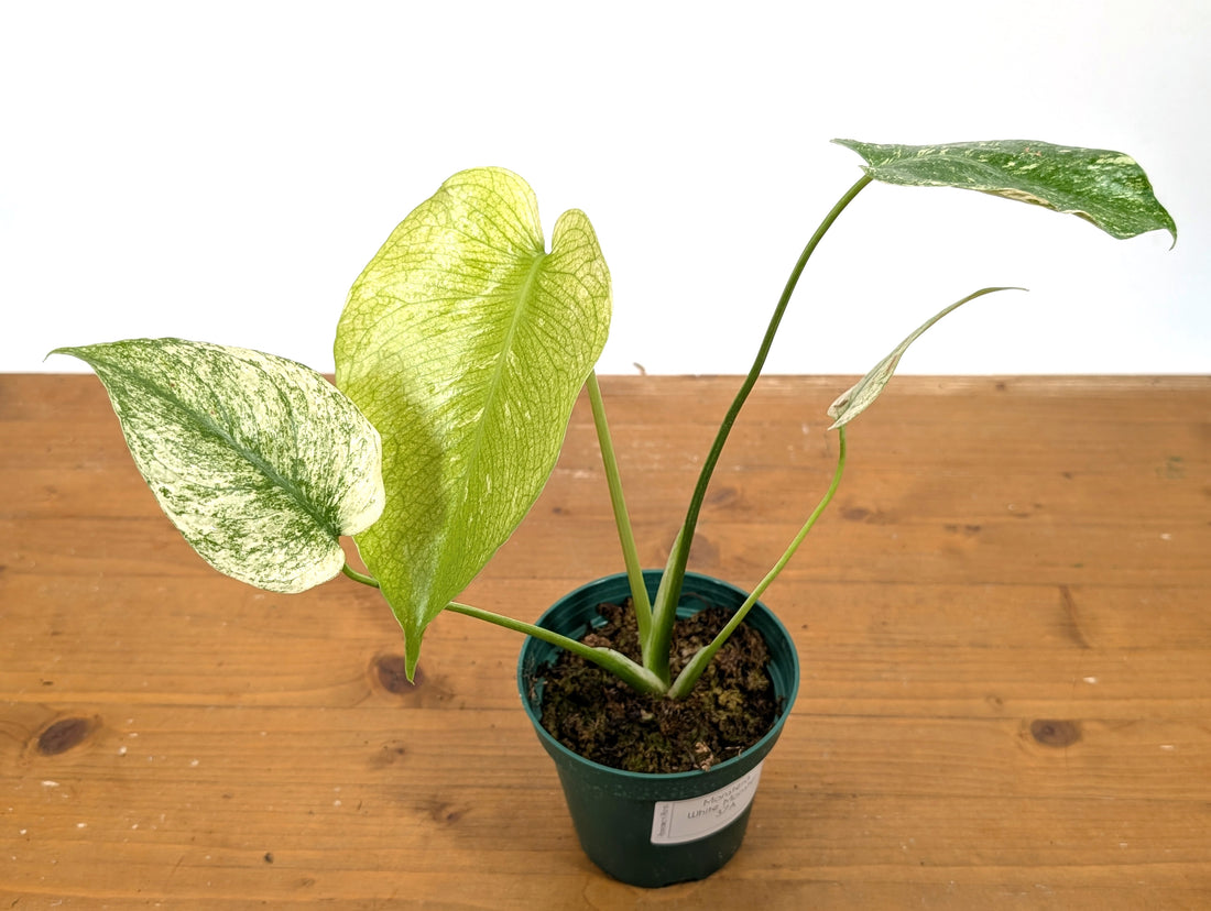 Monstera White Monster - Exact 