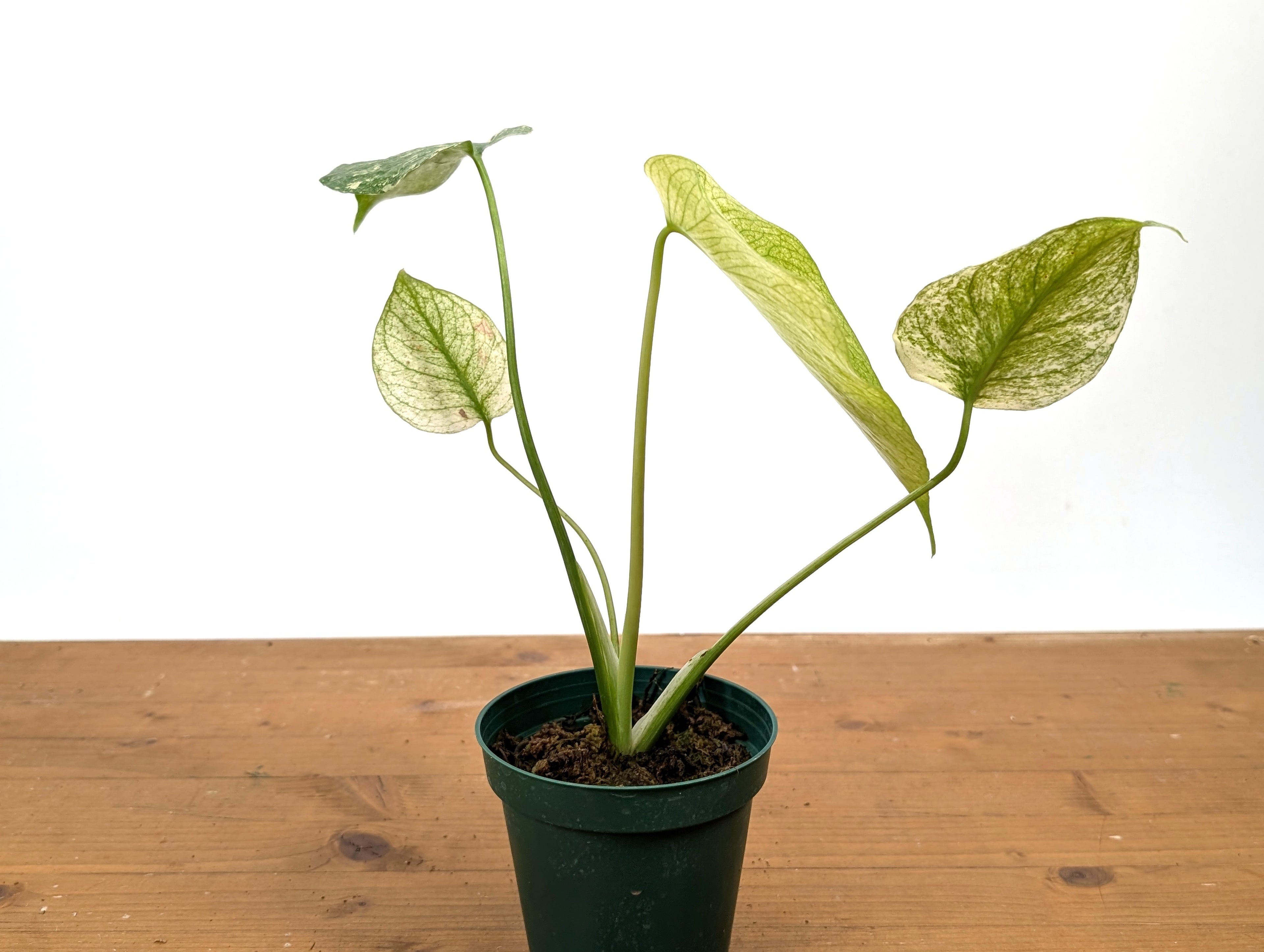 Monstera White Monster - Exact 