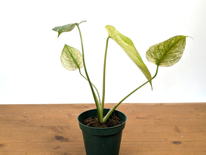 Monstera White Monster - Exact 