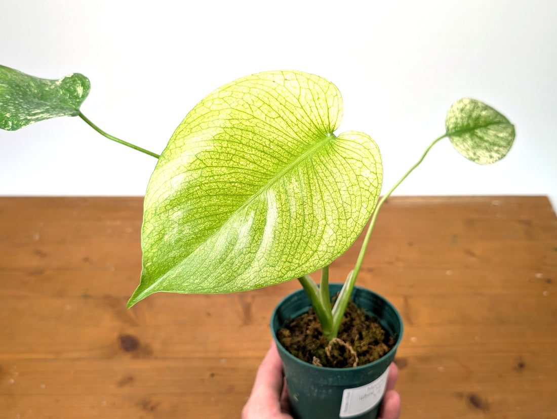 Monstera White Monster - Exact 