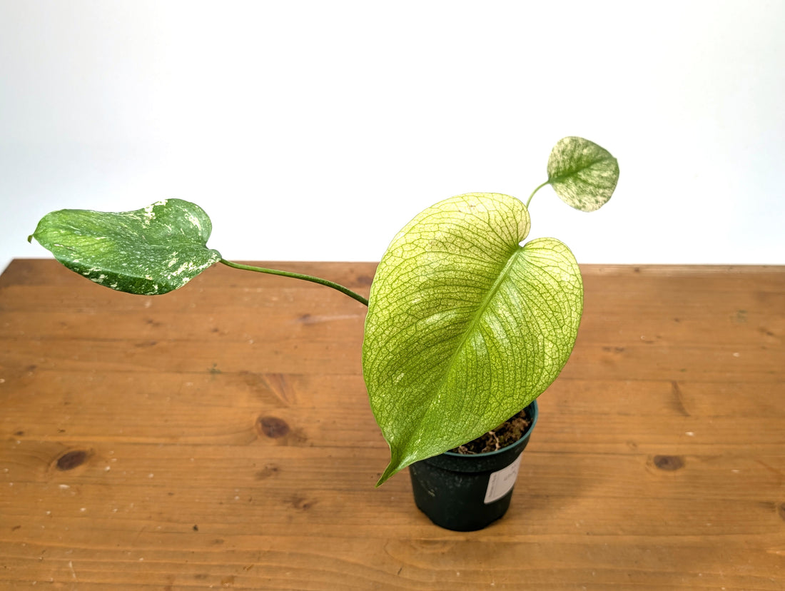 Monstera White Monster - Exact 