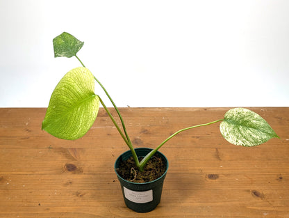 Monstera White Monster - Exact 